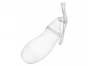 Gallbladder 3D 模型