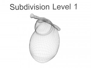 Gallbladder 3D 模型
