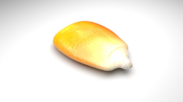 Corn Kernel Model 3D .c4d .max .obj .3ds .fbx .stl .blend 