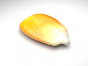 Corn Kernel 3D Model