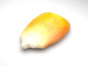 Corn Kernel Model 3D