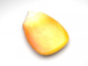 Corn Kernel Model 3D
