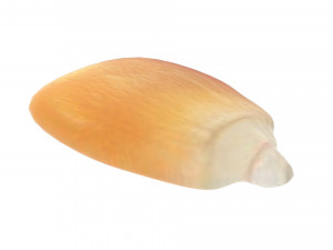 Corn Kernel Model 3D