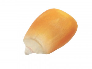 Corn Kernel Model 3D