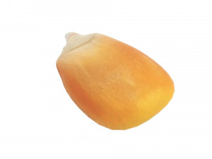 Corn Kernel Model 3D