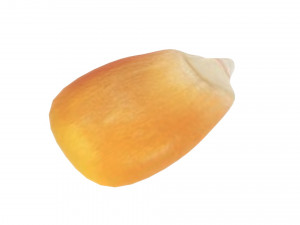 Corn Kernel Model 3D