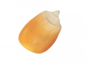 Corn Kernel Model 3D
