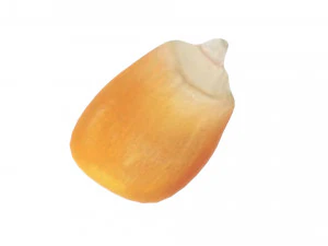 Кукурузное ядро 3D Модель