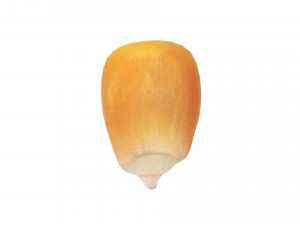 Corn Kernel Model 3D