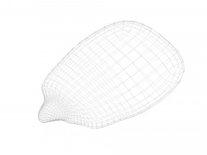 Corn Kernel Model 3D