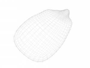 Corn Kernel Model 3D