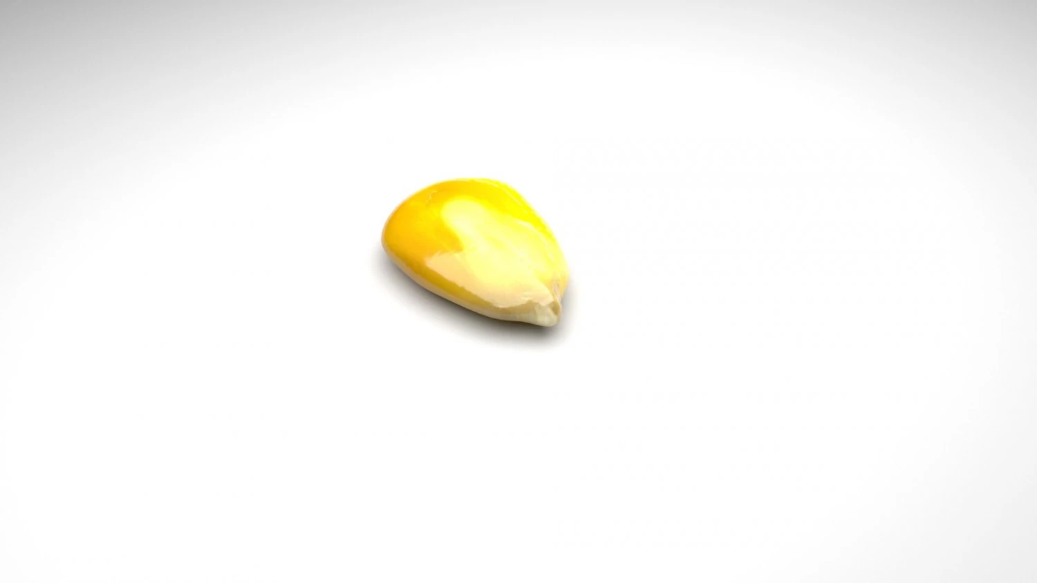 옥수수 커널 3D 모델 .c4d .max .obj .3ds .fbx .stl .blend 