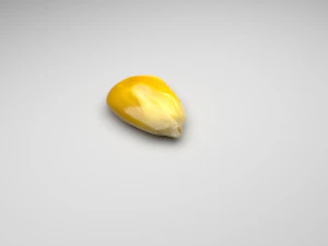 옥수수 커널 3D 모델