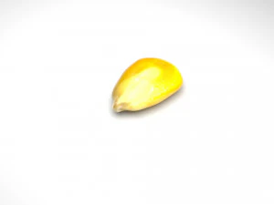 옥수수 커널 3D 모델