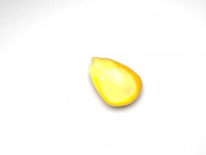 옥수수 커널 3D 모델