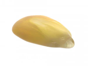 옥수수 커널 3D 모델