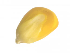 옥수수 커널 3D 모델