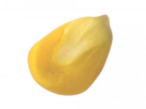 옥수수 커널 3D 모델