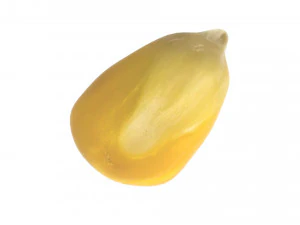 옥수수 커널 3D 모델