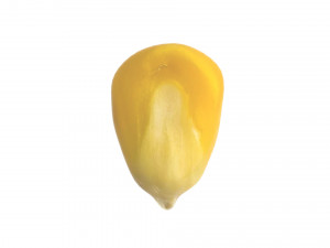 Corn Kernel 3D Модель