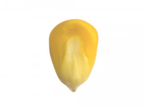 옥수수 커널 3D 모델