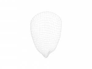 Corn Kernel 3D Модель