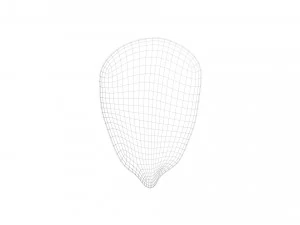 옥수수 커널 3D 모델