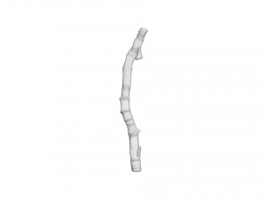 Tree Branch 3D Model