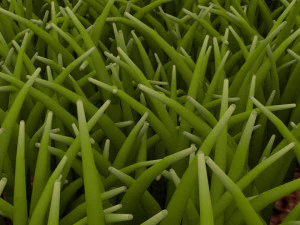 Grass 3D Model