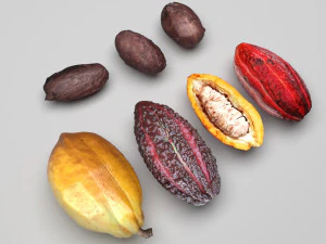 Cocoa Fruits and Beans Set 3D Model