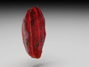 Cocoa Fruits and Beans Set 3D Model