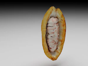 Cocoa Fruits and Beans Set 3D Model