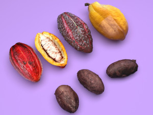 Cocoa Fruits and Beans Set Model 3D
