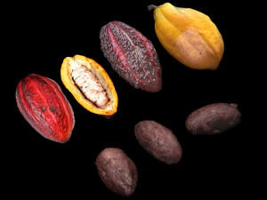 Cocoa Fruits and Beans Set 3D Model
