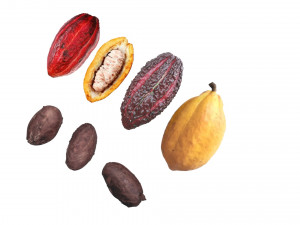 Cocoa Fruits and Beans Set Model 3D