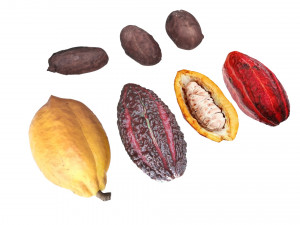 Cocoa Fruits and Beans Set Model 3D