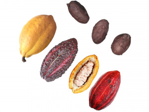 Cocoa Fruits and Beans Set Model 3D