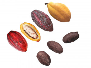 Cocoa Fruits and Beans Set Model 3D