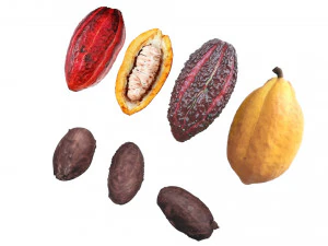 Cocoa Fruits and Beans Set 3D Model