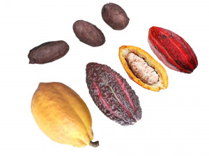 Cocoa Fruits and Beans Set Model 3D