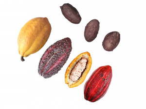 Cocoa Fruits and Beans Set Model 3D