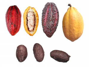 Cocoa Fruits and Beans Set Model 3D
