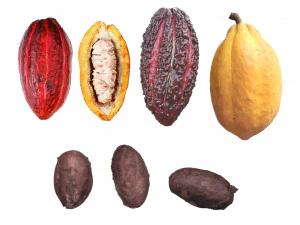 Cocoa Fruits and Beans Set 3D Model