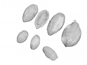 Cocoa Fruits and Beans Set Model 3D