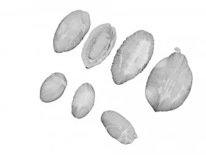 Cocoa Fruits and Beans Set 3D Model