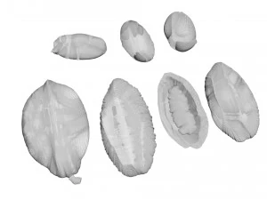 Cocoa Fruits and Beans Set 3D Model