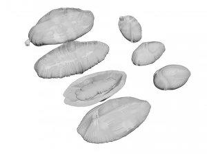 Cocoa Fruits and Beans Set 3D Model