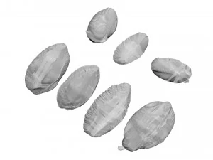 Cocoa Fruits and Beans Set 3D Model