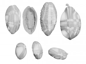 Cocoa Fruits and Beans Set Model 3D