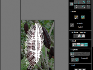 Cocoa Fruits and Beans Set Model 3D